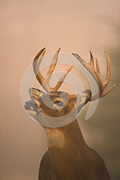 Whitetail Buck in Rut