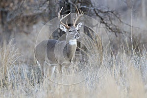 Whitetail Buck in Rut looking for doe photo