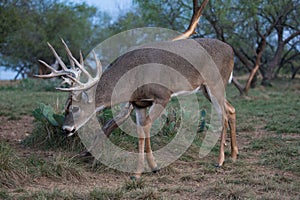 Whitetail buck on scrape site photo