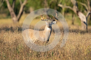 Whitetail buck searching for does in prairie grass