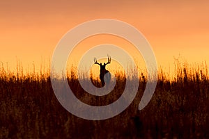 Whitetail Buck Silhouette at Sunrise