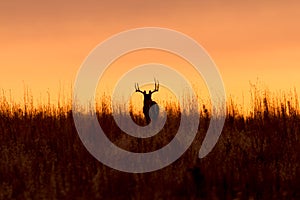 Whitetail Buck Silhouette at Sunrise photo