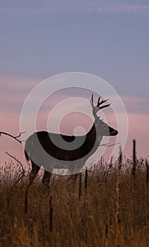 Whitetail Buck Silhouetted at Sunset