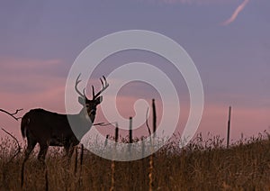 Whitetail Buck Silhouetted at Sunset in Fall