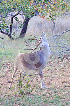 Whitetail buck smelling the air and scratching his back with his antlers