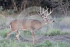 Whitetail Buck smelling for does in heat