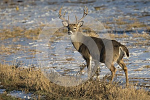 Whitetail Buck in Snow