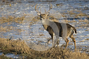 Whitetail Buck in Snow photo