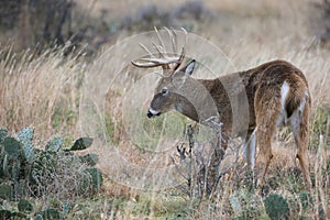 Whitetail buck standing by cactus