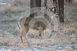 Whitetail Buck Standing in Snow