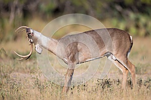 Whitetail buck stretching his neck