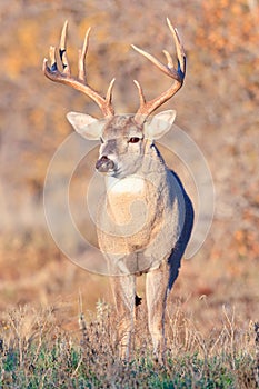 Whitetail Buck with swollen neck in full rut