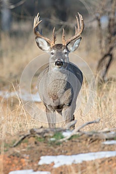 Whitetail buck with swollen neck during the rut