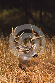 Whitetail Buck in Tall Grass photo