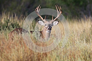 Whitetail buck in tall prairie grass