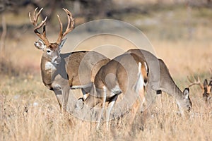 Whitetail buck tending to herd of does