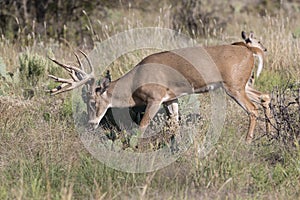 Whitetail buck on trail of doe