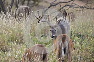 Whitetail buck on trail of hot doe