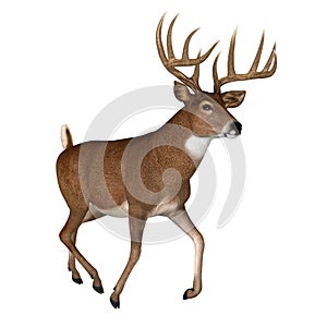 Whitetail Buck Trotting