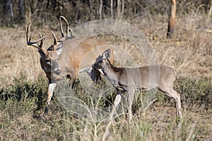 Whitetail Buck trying to corner a doe