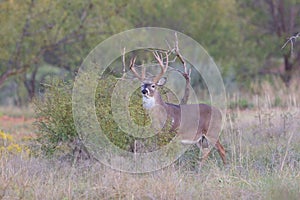 Whitetail buck trying to hide behind bush