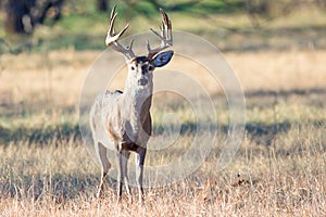 Whitetail buck in very early fall