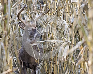 Whitetail buck walking through corn field