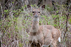 This Whitetail Buck was searching for doe along this very colorful tree line at sunrise on this late Autumn morning.