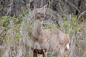 This Whitetail Buck was searching for doe along this very colorful tree line at sunrise on this late Autumn morning.