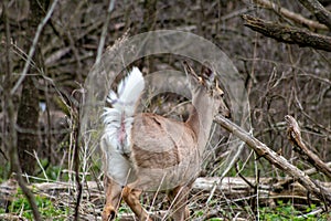 This Whitetail Buck was searching for doe along this very colorful tree line at sunrise on this late Autumn morning.