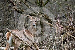 This Whitetail Buck was searching for doe along this very colorful tree line at sunrise on this late Autumn morning.