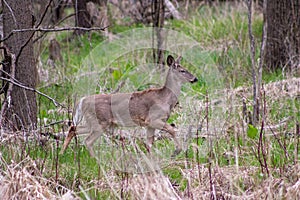 This Whitetail Buck was searching for doe along this very colorful tree line at sunrise on this late Autumn morning