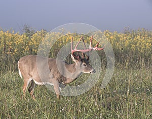 Whitetail buck with wildflowers on a foggy morning.
