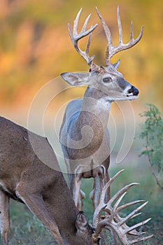Whitetail bucks in the fall photo