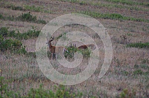 Whitetail Bucks in Meadow, White Tail