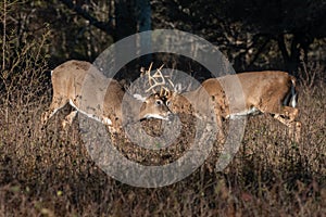 Whitetail bucks in the rut