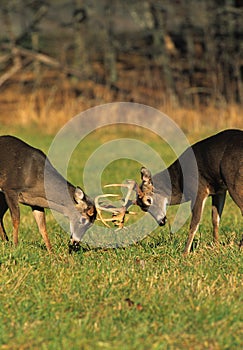 Whitetail Bucks Sparring