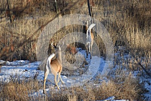 Whitetail bucks are spooky and have largewhite tails