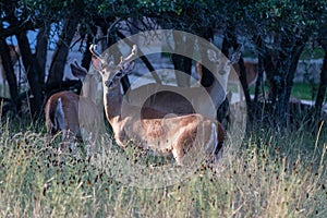 Whitetail Bucks in Velvet