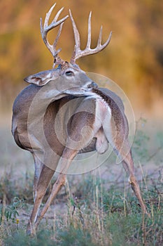 Whitetail cleaning himself