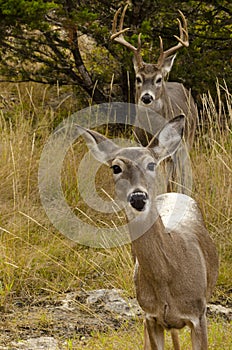 Whitetail couple in dry grass