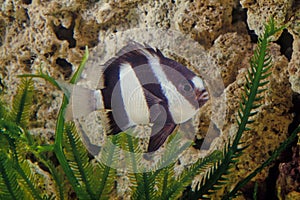 Whitetail dascyllus