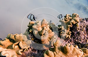whitetail dascyllus fishes over corals in the red sea in egypt