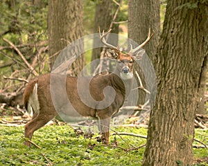 Whitetail Deer