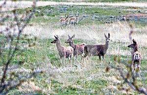 A whitetail deer. photo