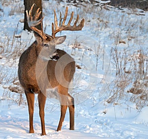 Whitetail deer