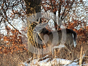 Whitetail deer photo