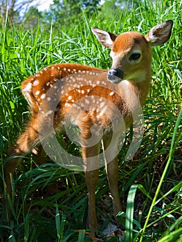 Whitetail deer