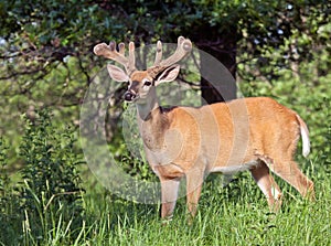 Whitetail deer