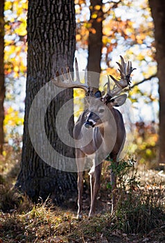 Whitetail deer